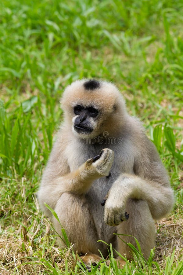 Northern white-cheeked gibbon portrait royalty free stock photo
