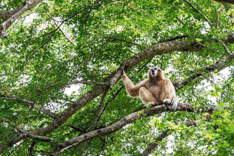 Northern white cheeked gibbon