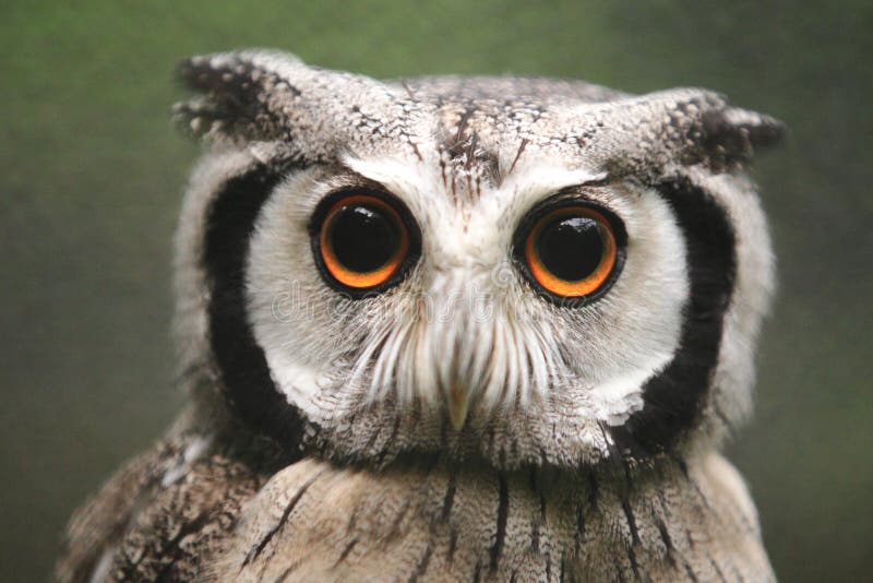 Northern white-faced owl royalty free stock image