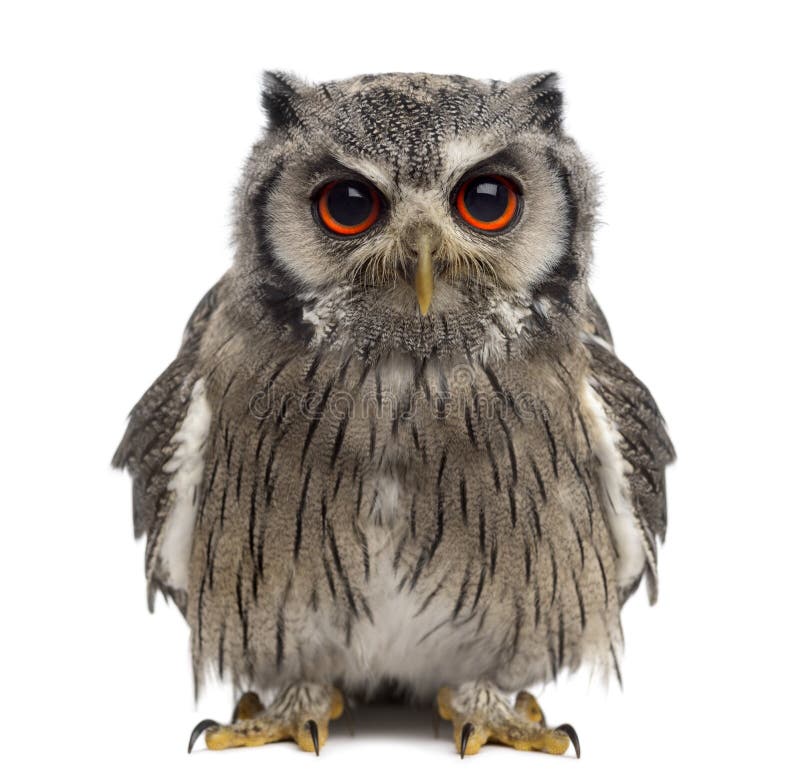 Northern white-faced owl - Ptilopsis leucotis stock photos