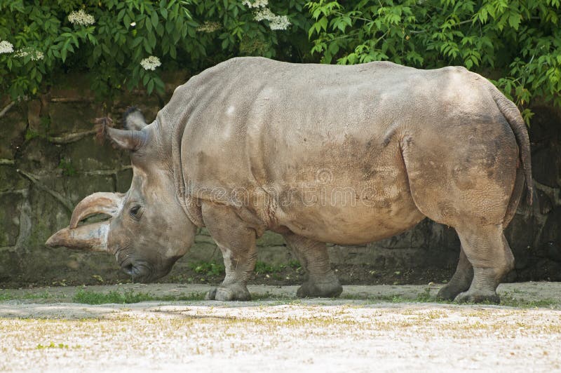 Northern white rhinoceros stock image. Image of majesty - 38120631