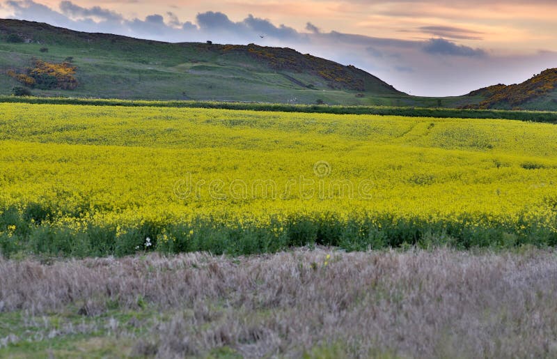 Field of yellow rapeseed (Brassica napus) in a field during spring in Northumberland, England. Field of yellow rapeseed (Brassica napus) in a field during spring in Northumberland, England.