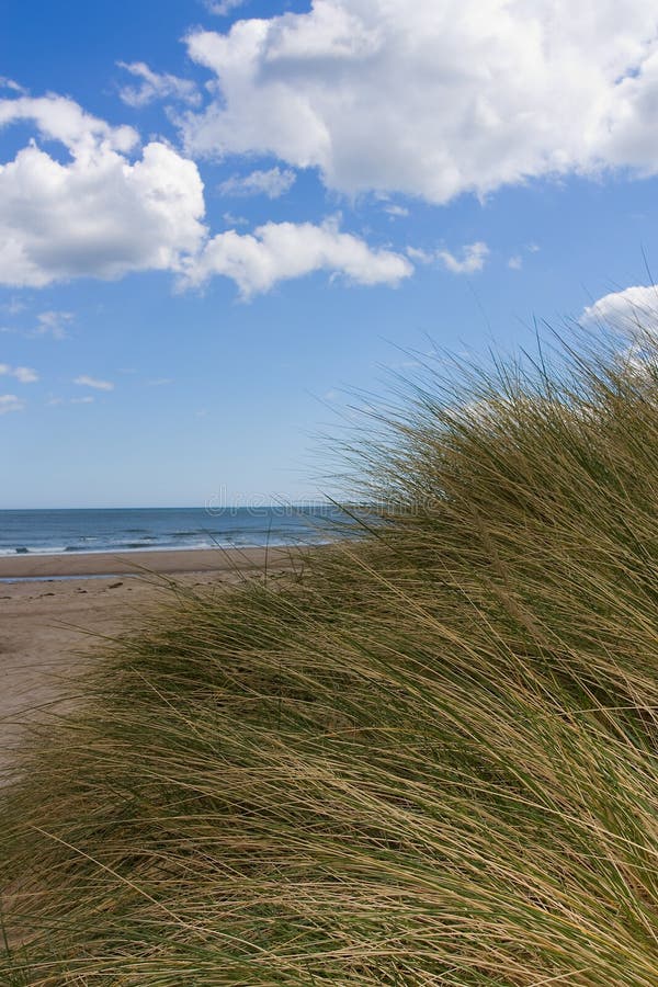 Sand dunes and grass Cresswell beach Northumberland North East England. Sand dunes and grass Cresswell beach Northumberland North East England