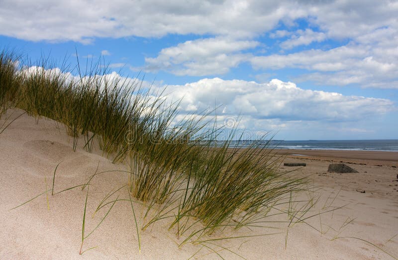 Sand dunes and grass Cresswell beach Northumberland North East England. Sand dunes and grass Cresswell beach Northumberland North East England