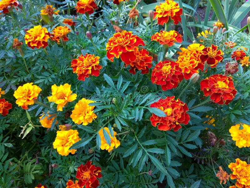 Norway, Oslo, wonderful chrysanthemums on a flowerbed in the park 14.10.2015. Norway, Oslo, wonderful chrysanthemums on a flowerbed in the park 14.10.2015