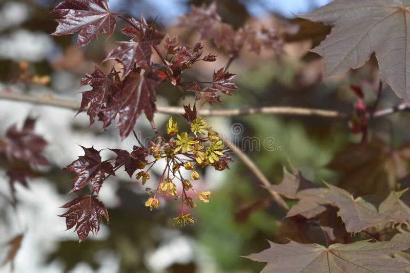 Norvegia maple Crimson King immagine stock libera da diritti Norvegia maple Crimson King immagine stock libera da diritti