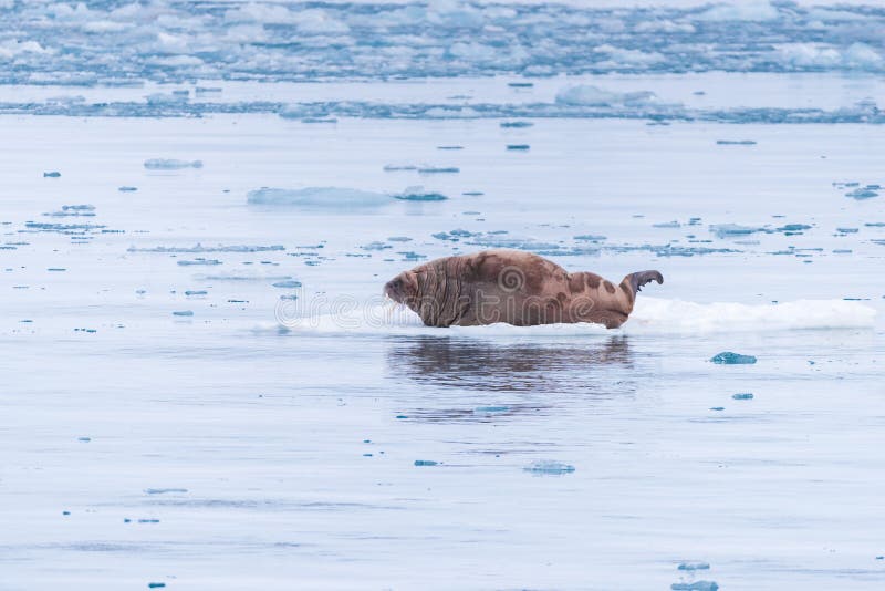 Landscape nature walrus on an ice floe of Spitsbergen Longyearbyen Svalbard arctic winter sunshine day