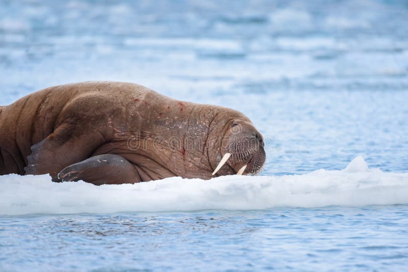 Landscape nature walrus on an ice floe of Spitsbergen Longyearbyen Svalbard arctic winter sunshine day