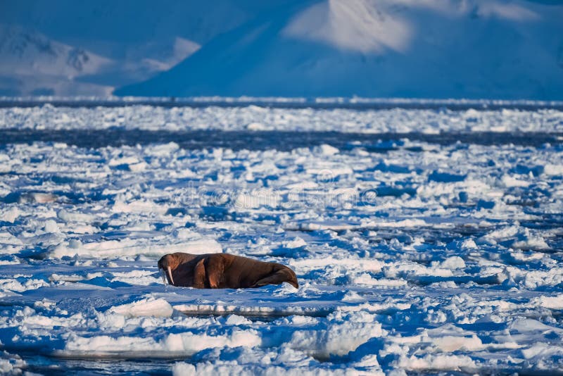 Landscape nature walrus on an ice floe of Spitsbergen Longyearbyen Svalbard arctic winter sunshine day