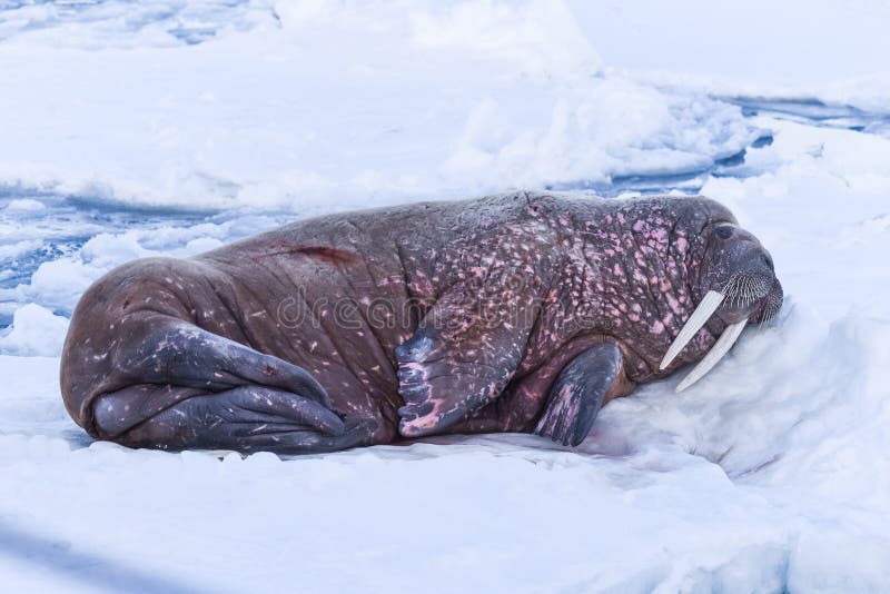 landscape nature walrus on an ice floe of Spitsbergen Longyearbyen Svalbard arctic winter sunshine day