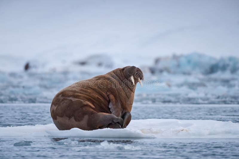 Landscape nature walrus on an ice floe of Spitsbergen Longyearbyen Svalbard arctic winter sunshine day