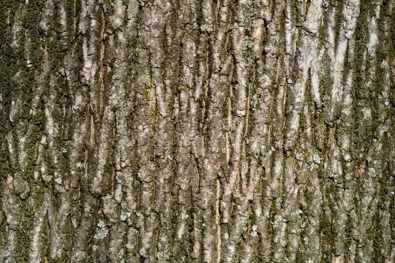 Bark Maple Norway Photos Free Royalty Free Stock Photos From Dreamstime