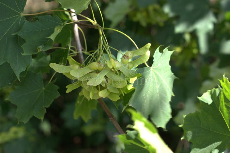 Norway Maple Tree Seeds Growing Stock Image Image Of Growing Spitzahorn
