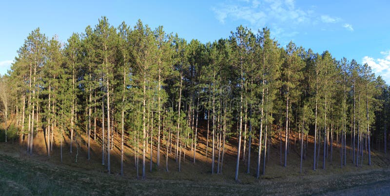 Norway Pine Tree Forest Hillside Panorama Banner Stock Image Image