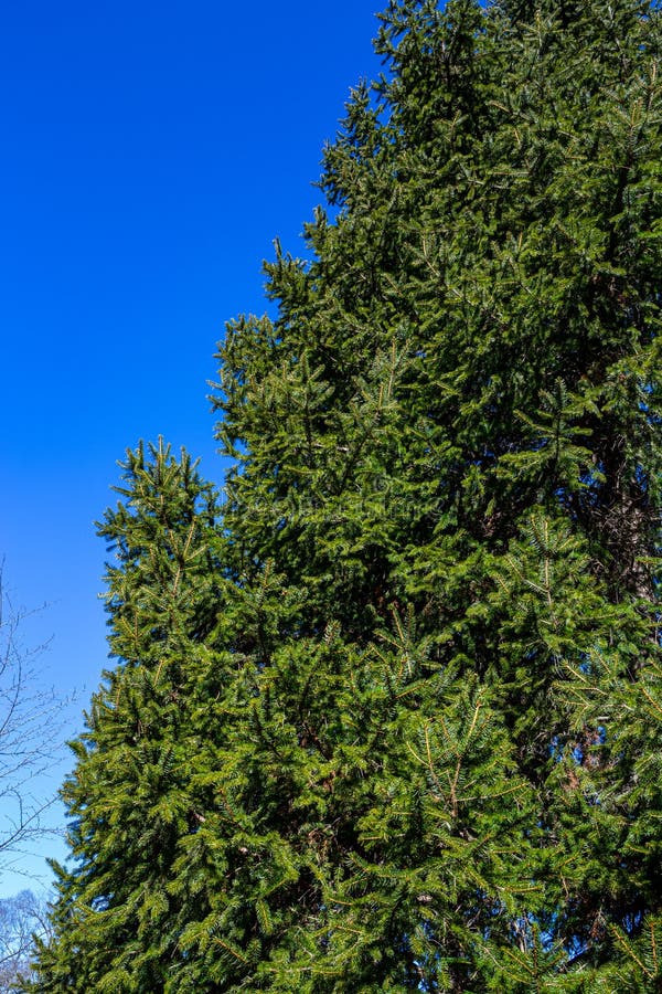 Norway Spruce Tree with Many Thin Branches in Winter. Stock Image