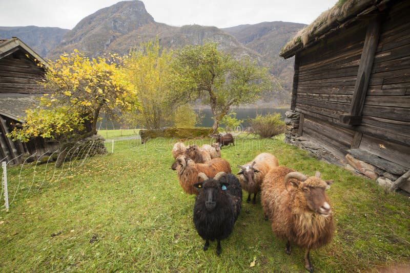 Norwegen, Land im Herbst lizenzfreies stockbild