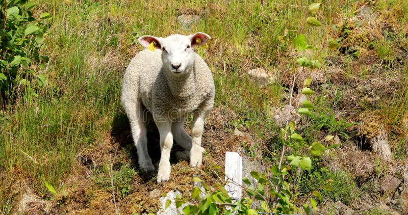 Norwegia Krajowy Jagnięcina Owczego Wypas W Norweskim Pasturze Hilly Owce Jedzące Świeże Wiosny I Trawy Na Zielonej Łące