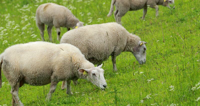 Norwegia. wypas owiec domowych na pastwiskach hilly norwegii. owce jedzące świeżą trawę wiosenną na łące. owca