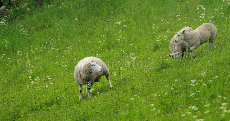 Norwegia Wypas Owiec Krajowych W Norweskim Pasturze Hilly Owce Jedzące Świeże Trawy Wiosenne Na Zielonej Łące Owce