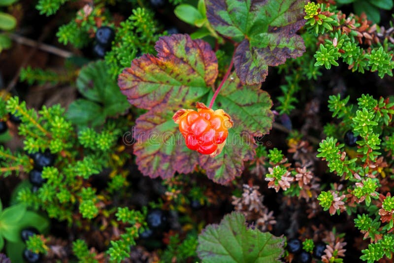 Norwegian Cloudberries. Edible Berry Stock Image Image of norwegian