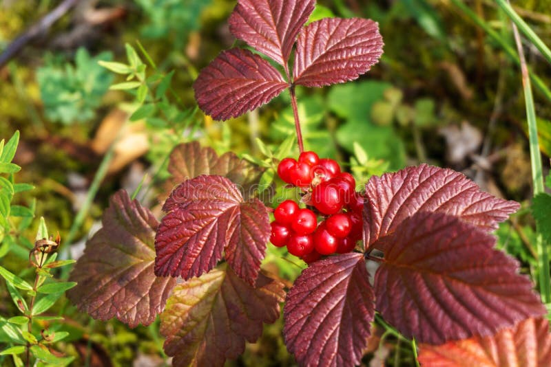 Norwegian Cloudberries. Edible Berry Stock Image Image of norwegian