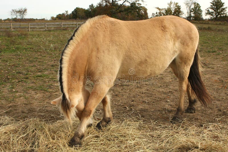 Norwegian Fjord Horse royalty free stock photos