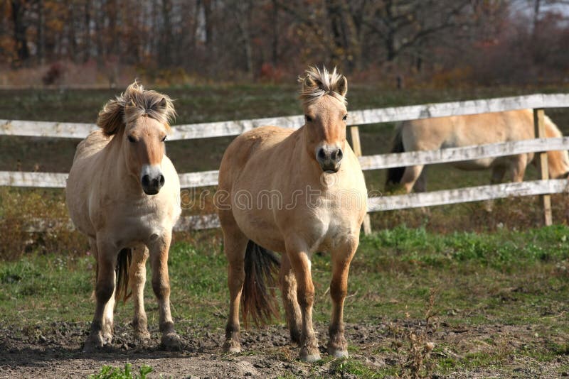 Norwegian Fjord Horse royalty free stock photo