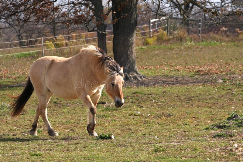 Norwegian Fjord Horse royalty free stock image