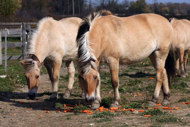 Norwegian Fjord Horse royalty free stock photography