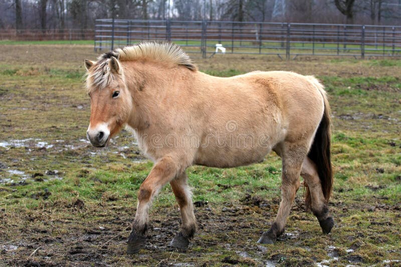 Norwegian Fjord Horse royalty free stock photos