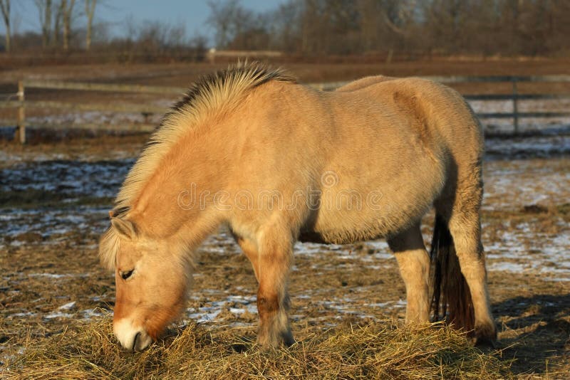 Norwegian Fjord Horse royalty free stock photography