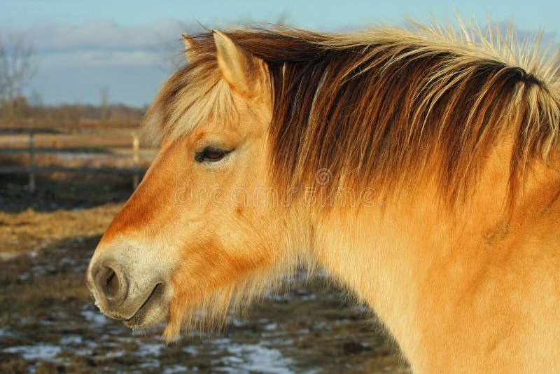 Norwegian Fjord Horse royalty free stock photos