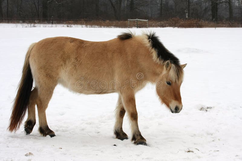 Norwegian Fjord Horse royalty free stock image