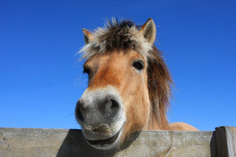Norwegian Fjord Horse royalty free stock photography