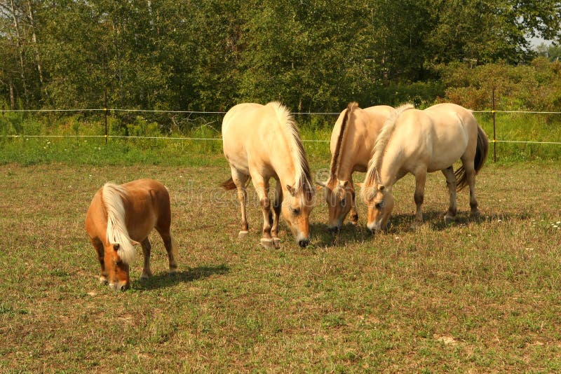 Norwegian Fjord Horse stock photography