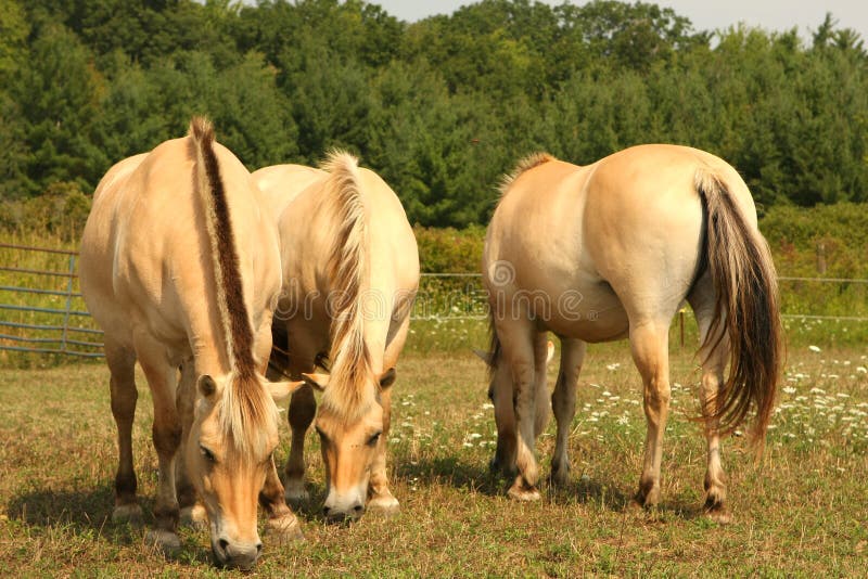 Norwegian Fjord Horse royalty free stock photos