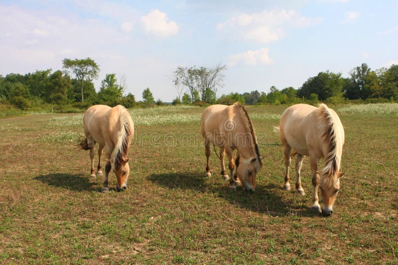 Norwegian Fjord Horse stock photography