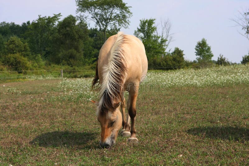 Norwegian Fjord Horse stock photography