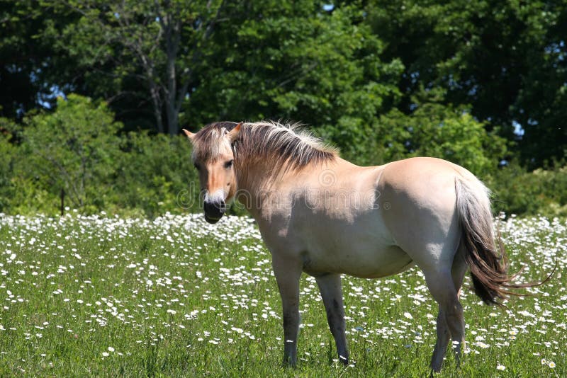 Norwegian Fjord horse stock photos
