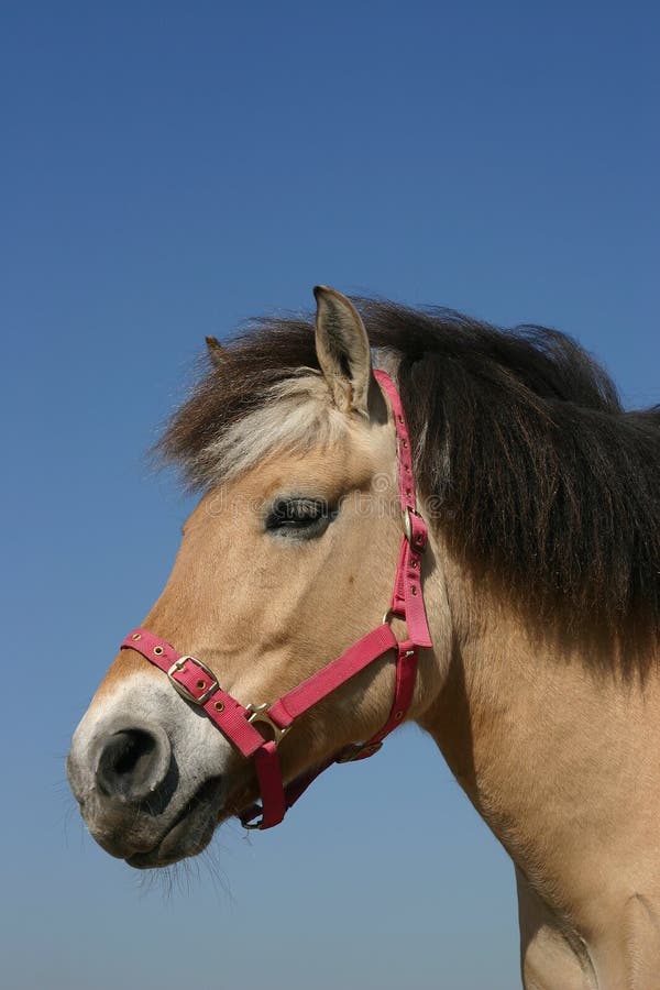 Norwegian fjord portrait royalty free stock images