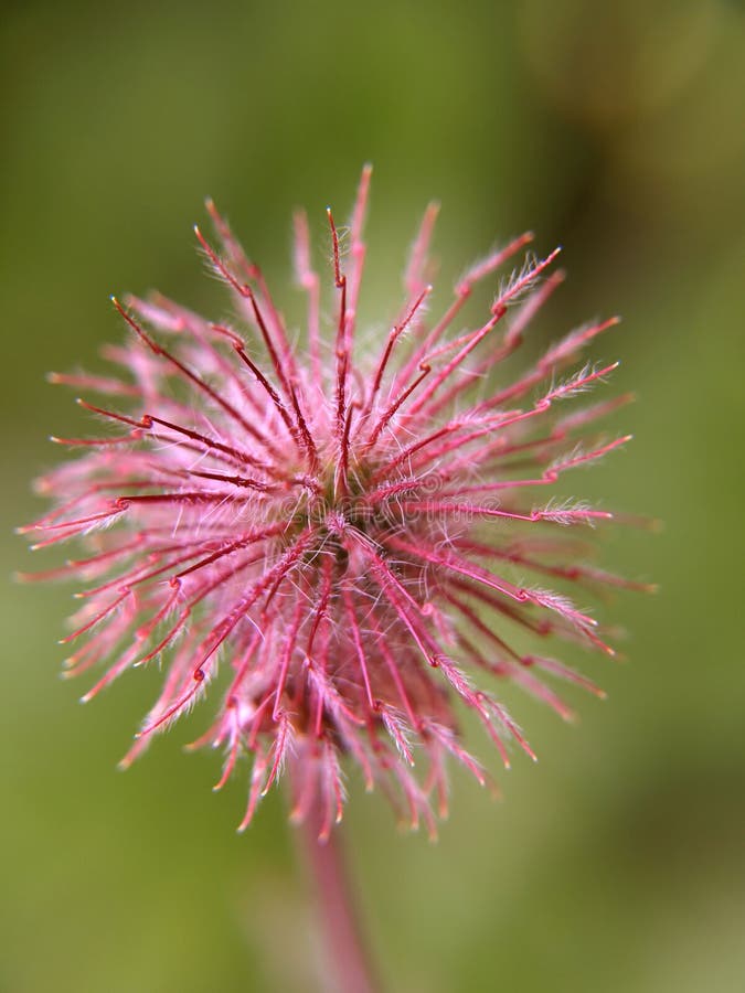 Norwegian flower