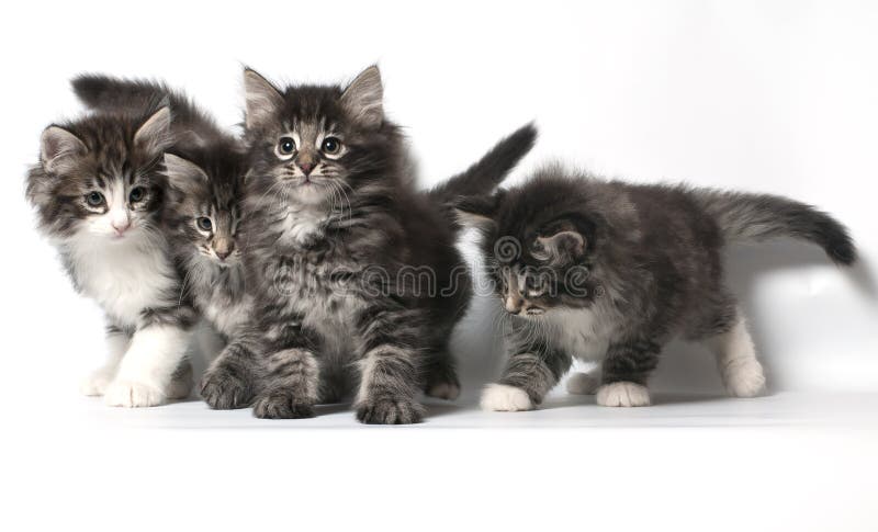 Norwegian Forest Cat and a Chihuahua Dog Stock Image - Image of buddy ...