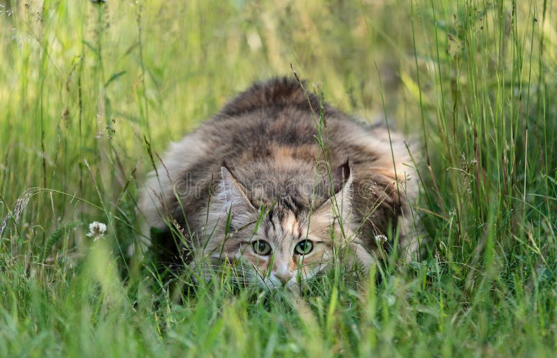A norwegian forest cat female stalking in high grass. A norwegian forest cat female stalking the photographer in high grass