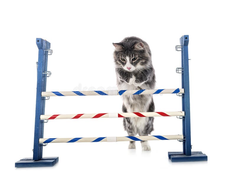 158 Cat Jumping Fence Stock Photos Free & RoyaltyFree Stock Photos
