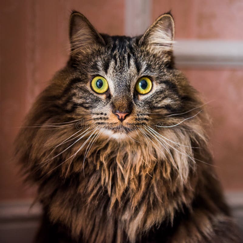 Norwegian Forest Cat Portrait Close Up with Big Fluffy Muzzle Stock ...