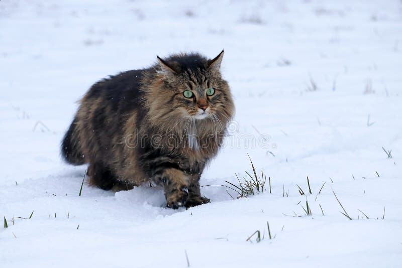 A Norwegian Forest Cat Runs through the Snow in Winter Hunting Stock Image Image of black
