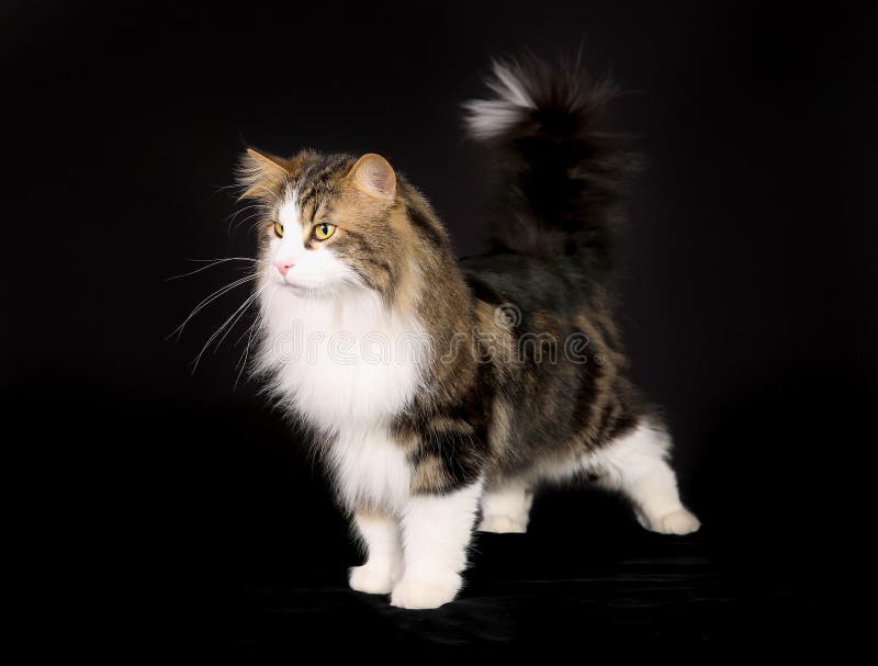 Majestuoso Pretty cats, Beautiful cats, Norwegian forest cat