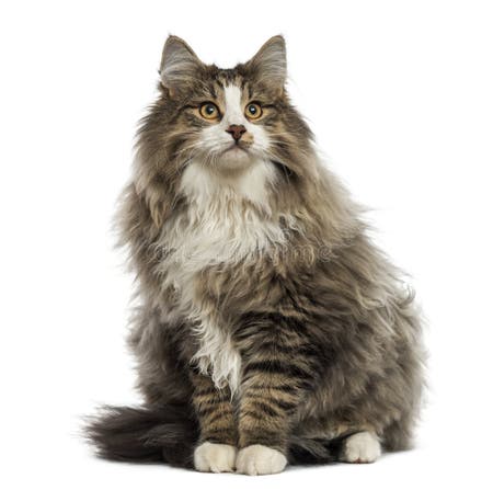 3,580 Norwegian Forest Cat Stock Photos - Free & Royalty-Free Stock ...