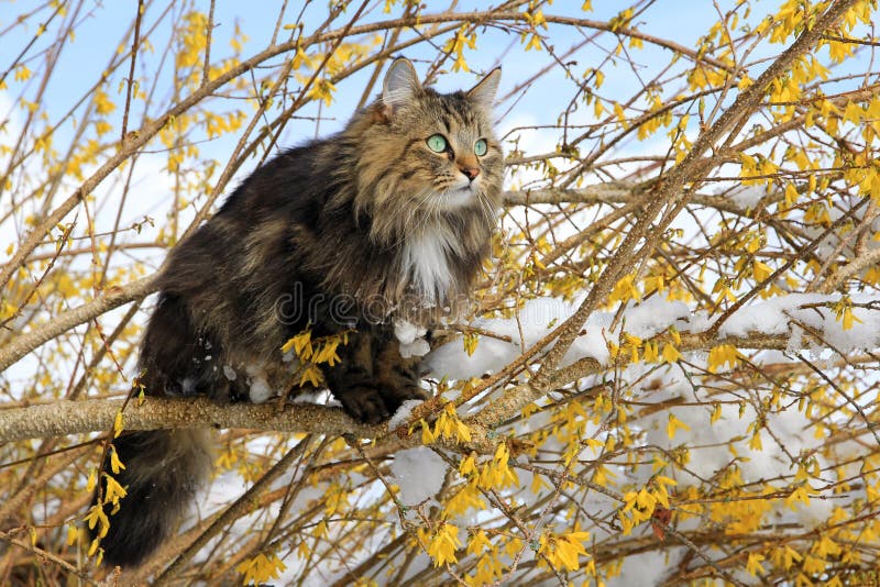 Un gatto norvegese della foresta in primavera su un albero.