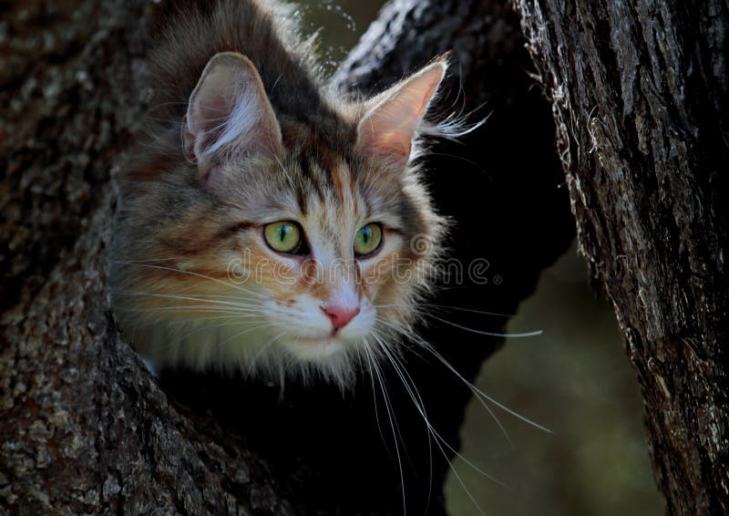 Norwegian Forest Cat in Tree Stock Image Image of fluffy, outdoor